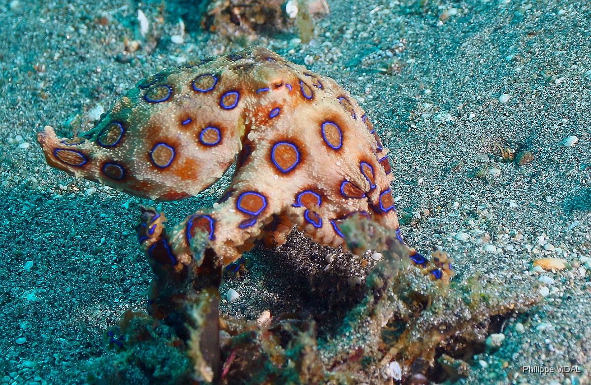 Bali 2016 - Blue ringed Octopus - Poulpe a anneaux bleus - Hapalochlaena maculosa -  IMG_6055_rc.jpg